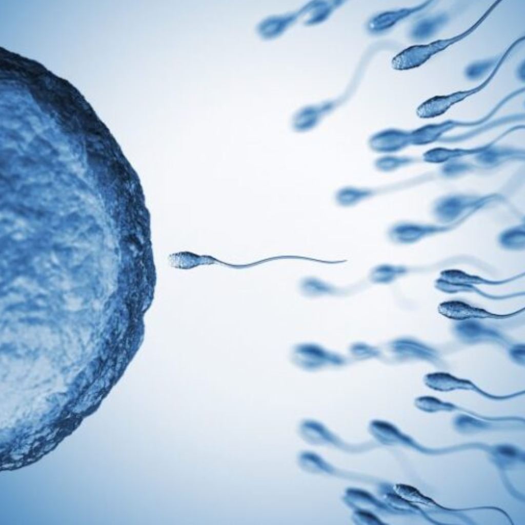 Male Fertility