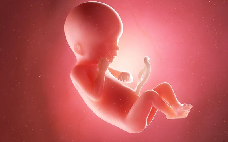 Foetal Origins of Adult Disorders (FOAD)