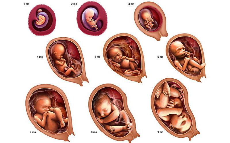 The Ayurvedic Approach to Fetal Development