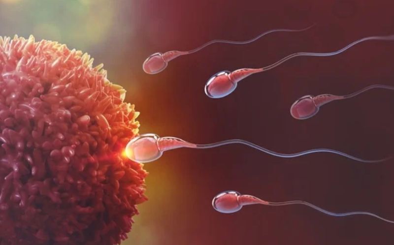 Lifestyle Factors Affecting Male Fertility